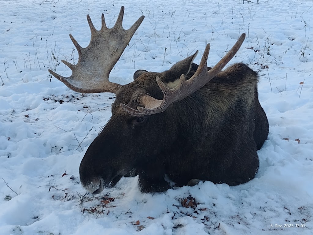 alghagn-i-skanes-djurpark-12.jpeg