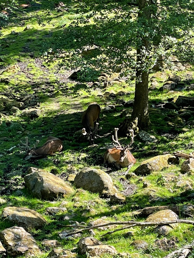 expedition-upp-i-skanes-djurpark-10.jpeg