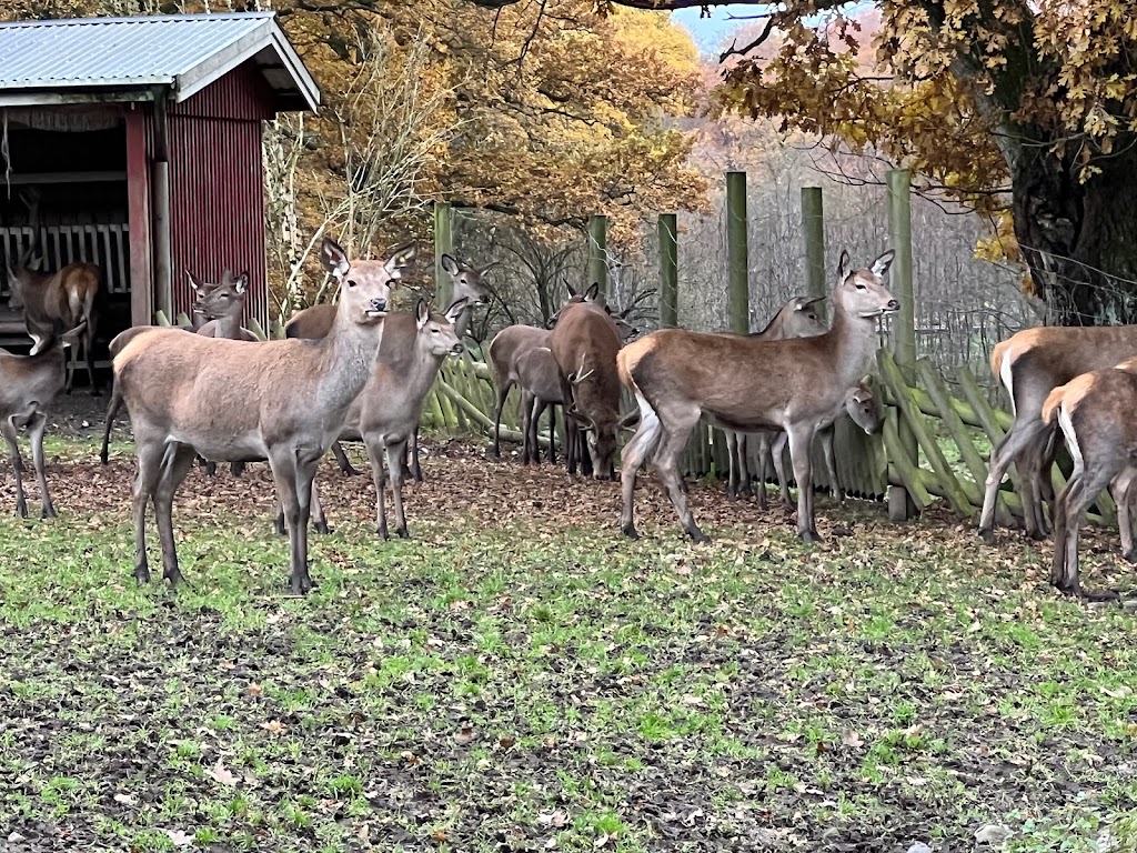 expedition-upp-i-skanes-djurpark-8.jpeg