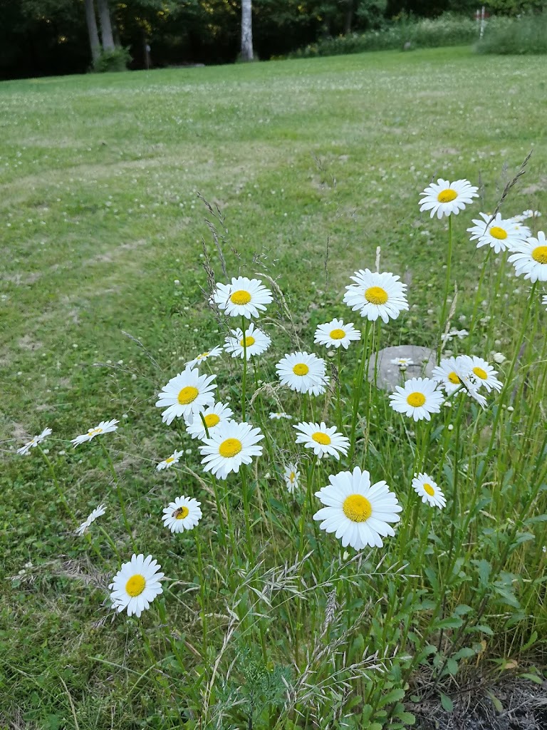 lagergarden-finngarden-7.jpeg