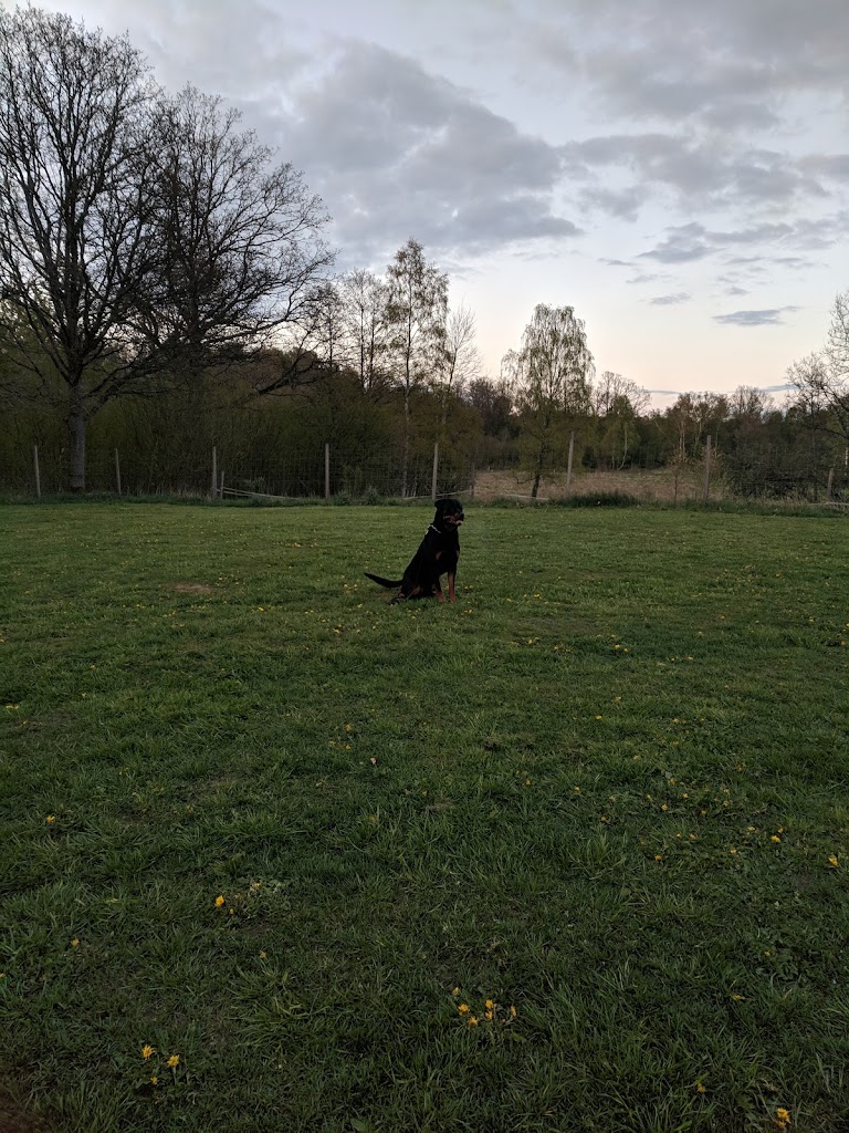 majas-hundliv-11.jpeg