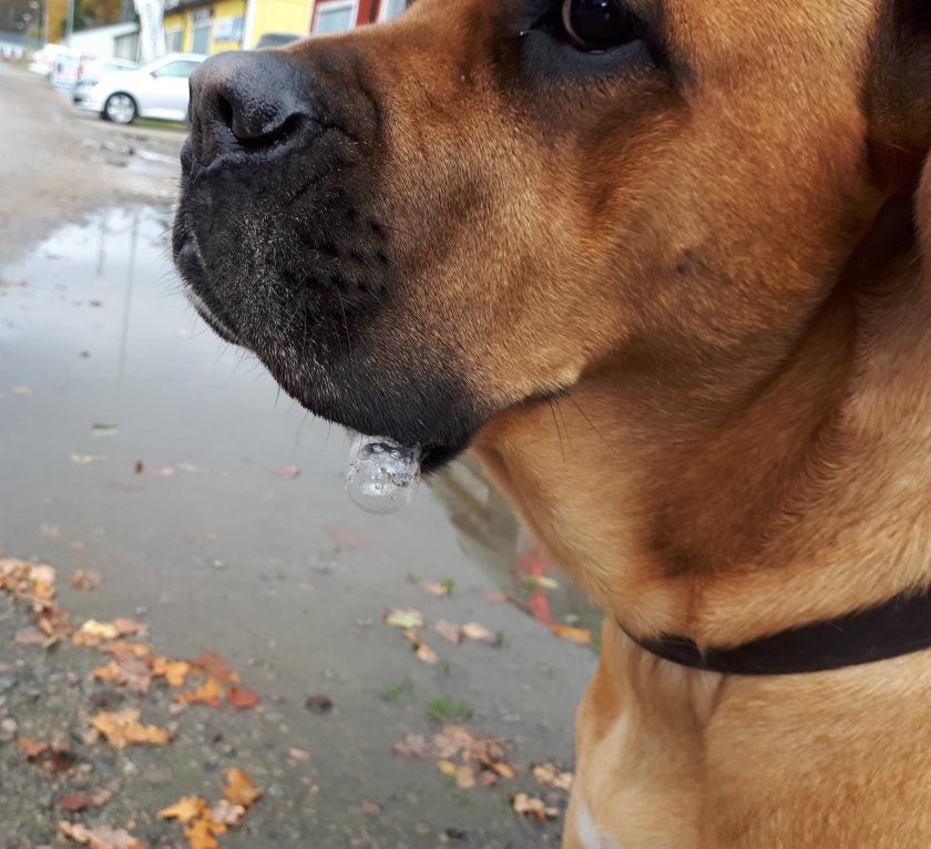 majas-hundliv-5.jpeg