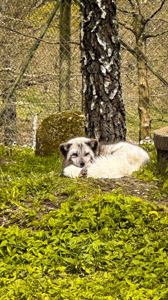 tvattbjorn-pa-skanesdjurpark-4.jpeg