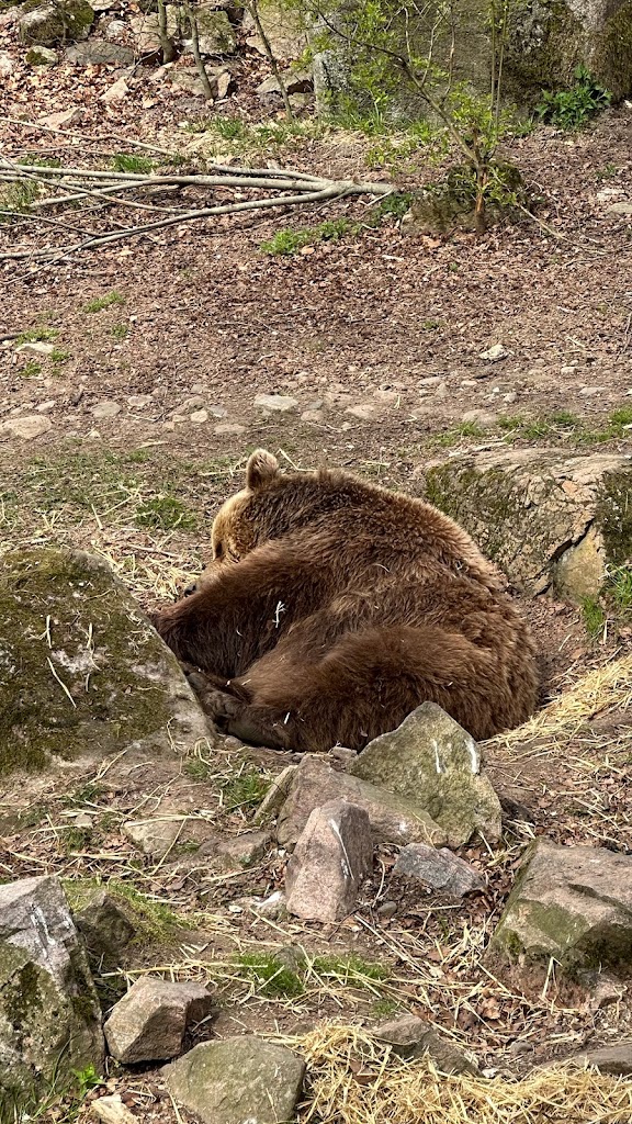 tvattbjorn-pa-skanesdjurpark-7.jpeg