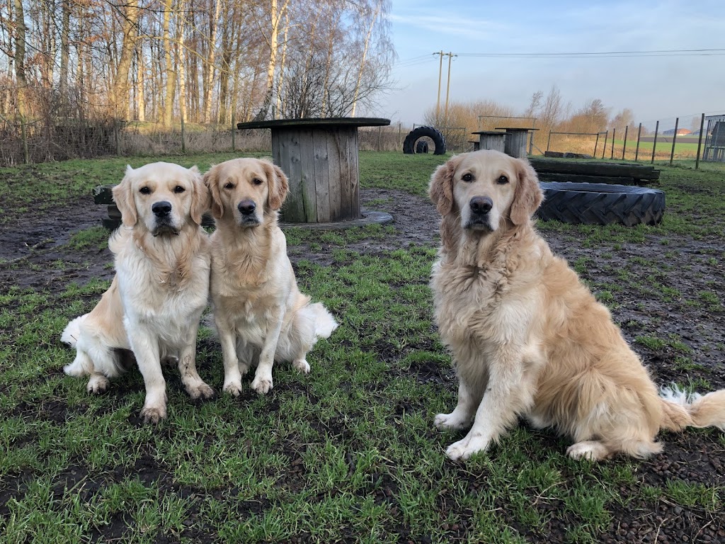 hundlyckans-lantpensionat-dagis-0.jpeg