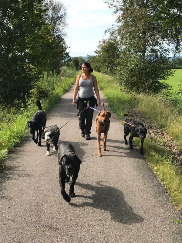 hundlyckans-lantpensionat-dagis-2.jpeg
