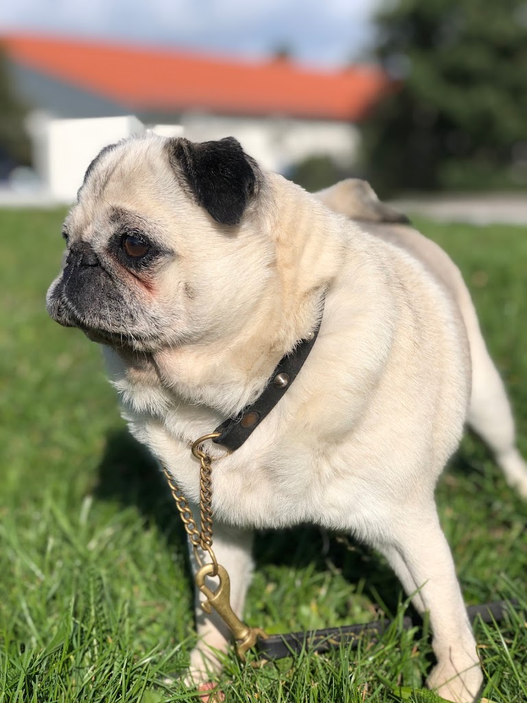 hundlyckans-lantpensionat-dagis-3.jpeg