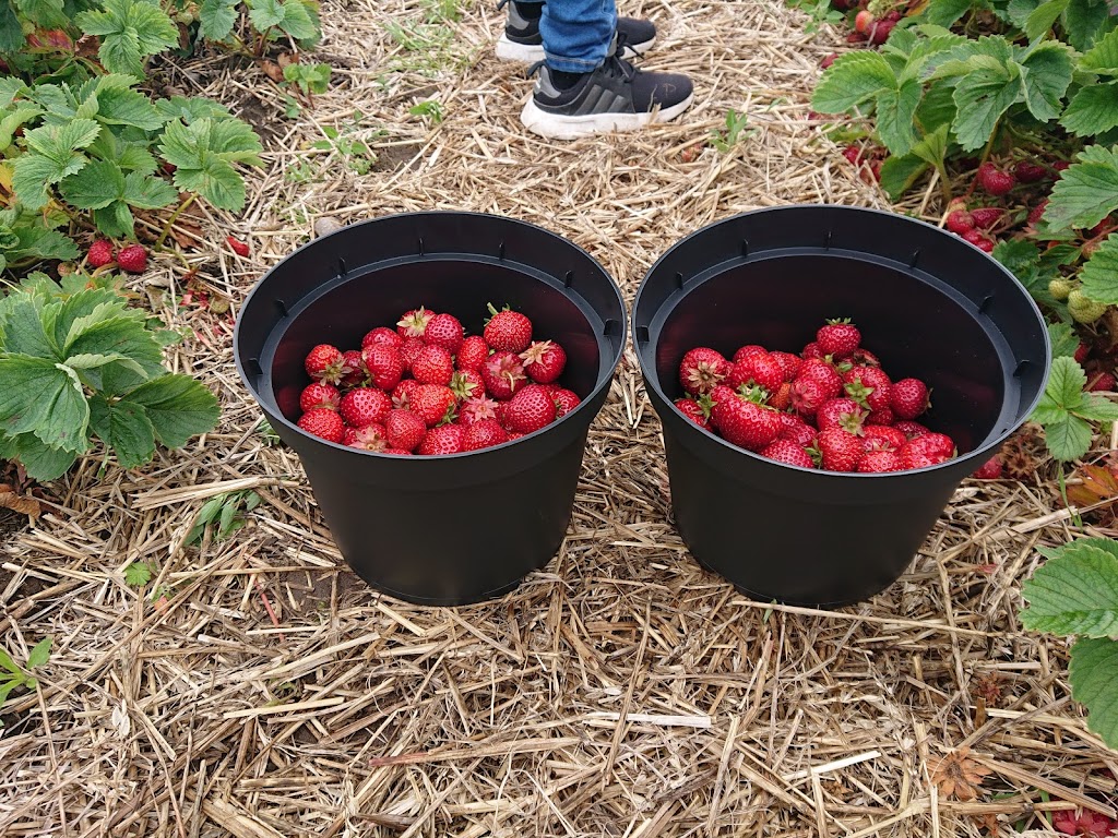 little-tjarby-garden-16.jpeg