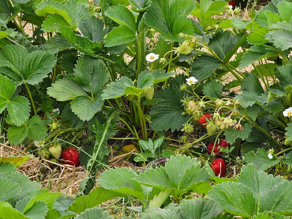 little-tjarby-garden-3.jpeg