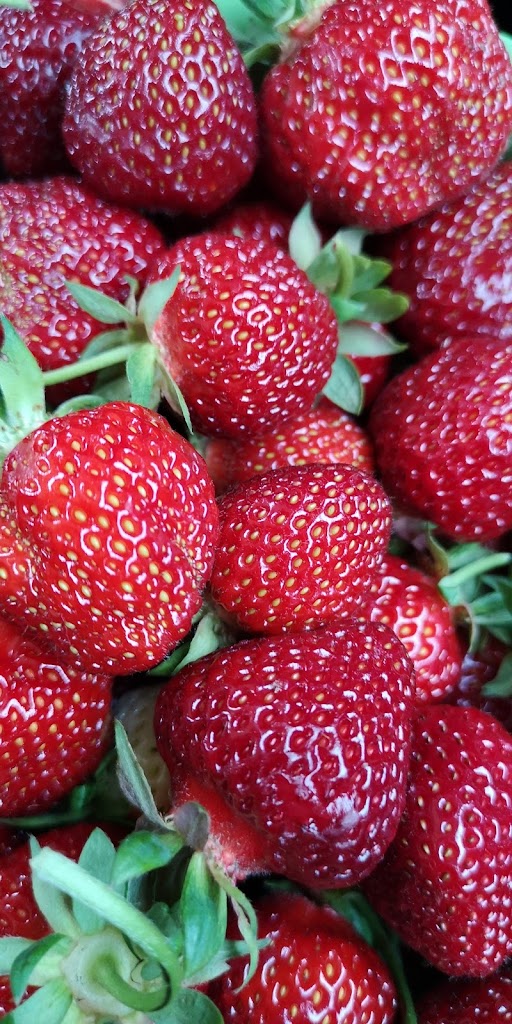 little-tjarby-garden-4.jpeg