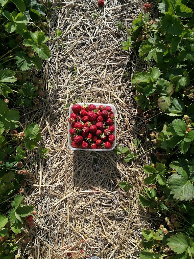little-tjarby-garden-7.jpeg