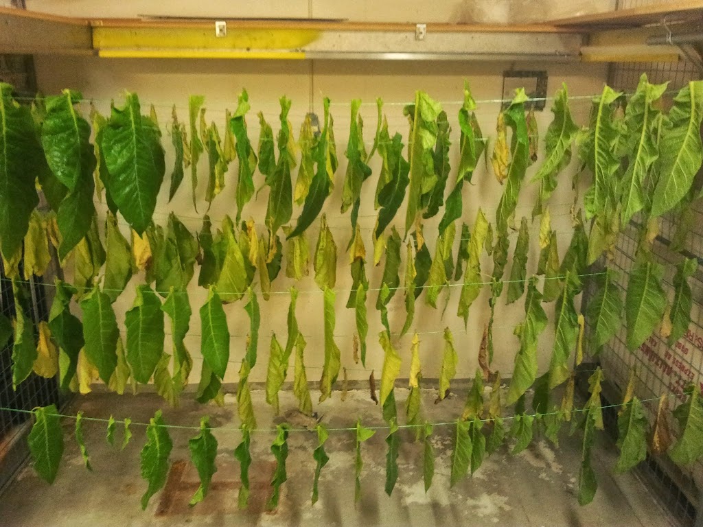 landskrona-tobacco-0.jpeg