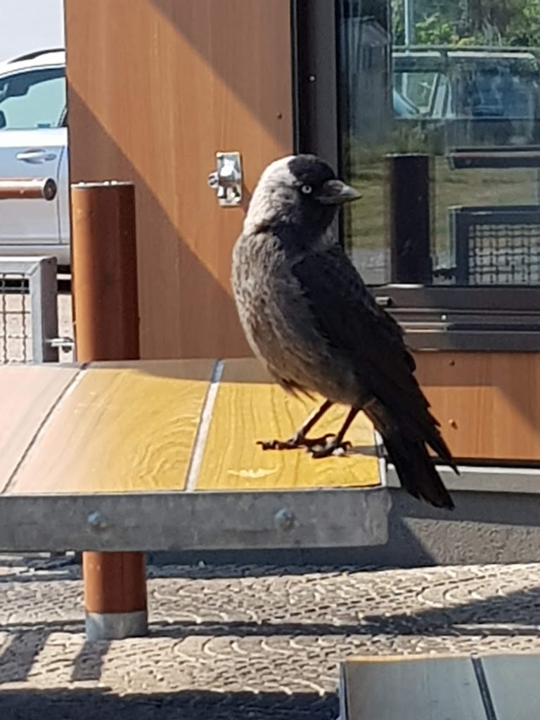 mcdonalds-13.jpeg