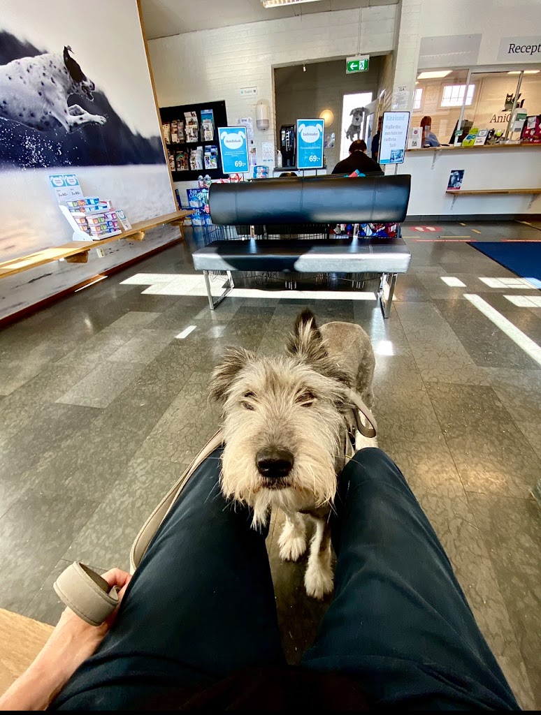veterinarian-landskrona-smadjursklinik-15.jpeg