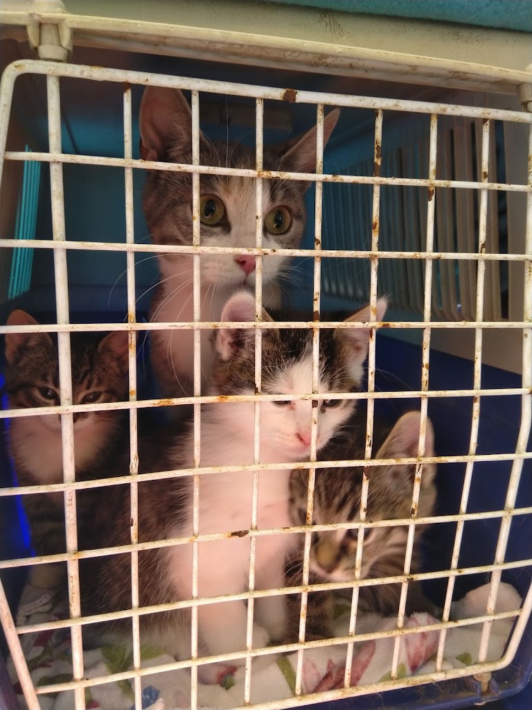 veterinarian-landskrona-smadjursklinik-4.jpeg