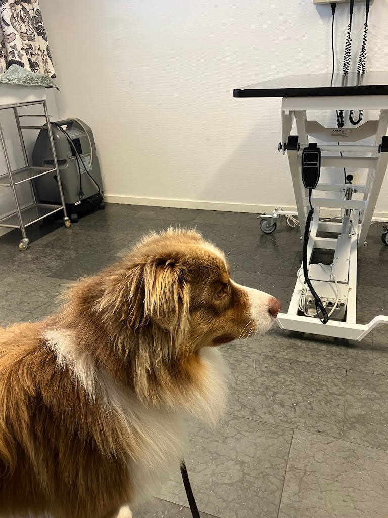 veterinarian-landskrona-smadjursklinik-8.jpeg