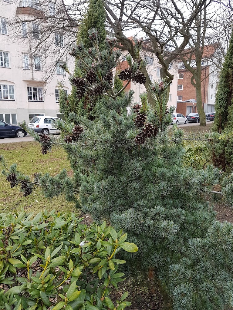 wrangelska-parken-12.jpeg