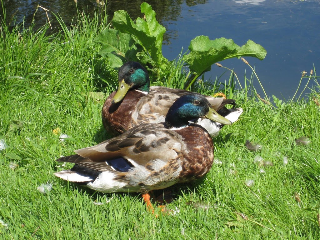 wrangelska-parken-17.jpeg