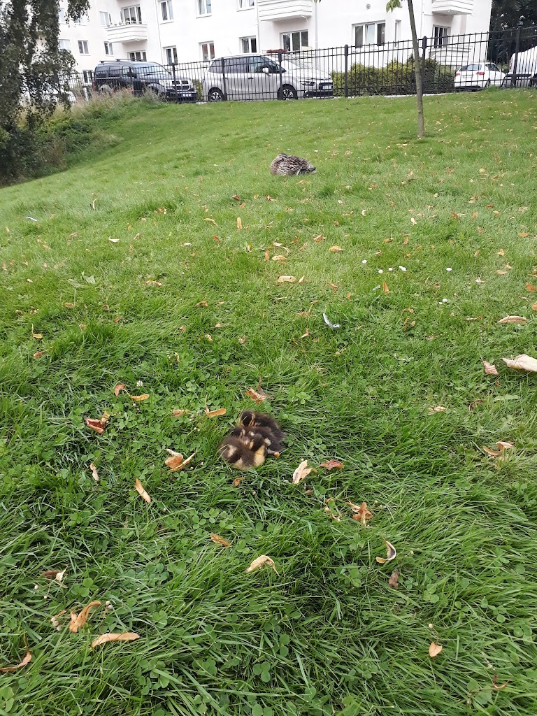 wrangelska-parken-6.jpeg