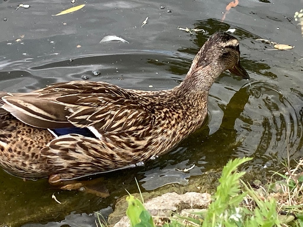 wrangelska-parken-7.jpeg