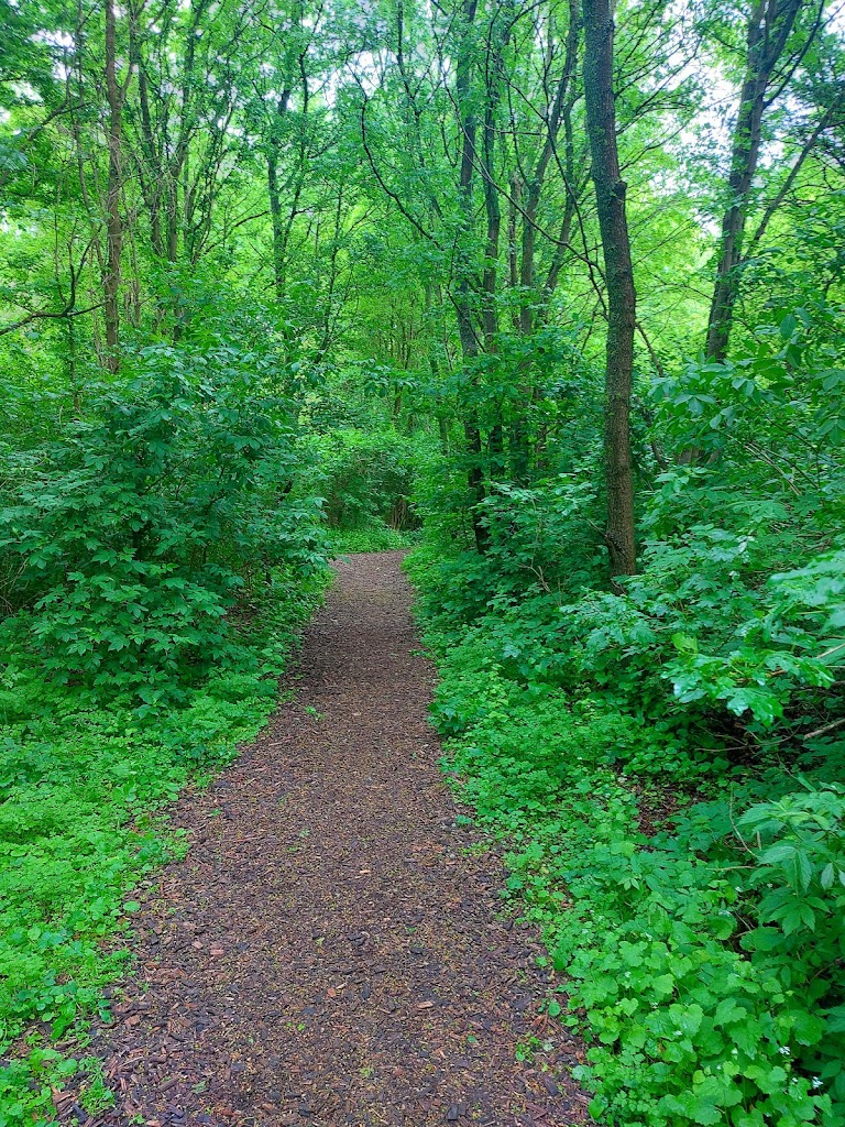 lagunens-skog-12.jpeg