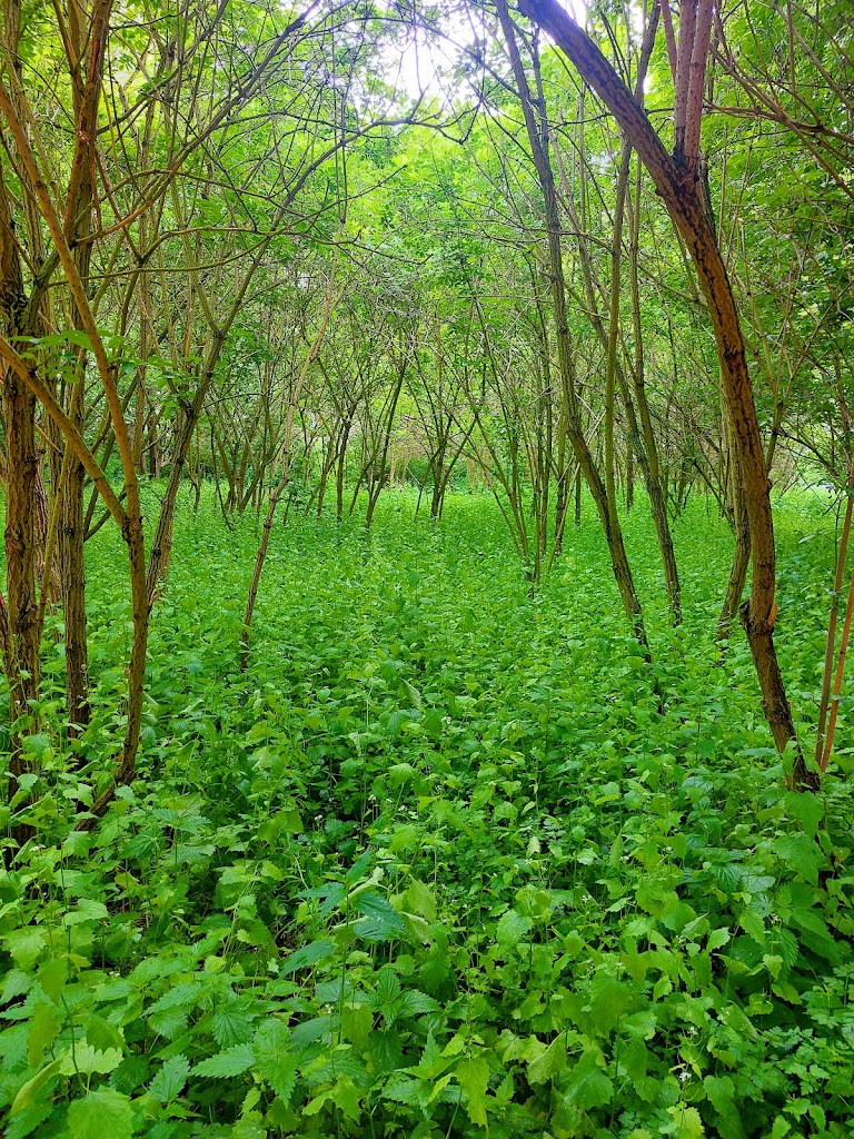 lagunens-skog-3.jpeg