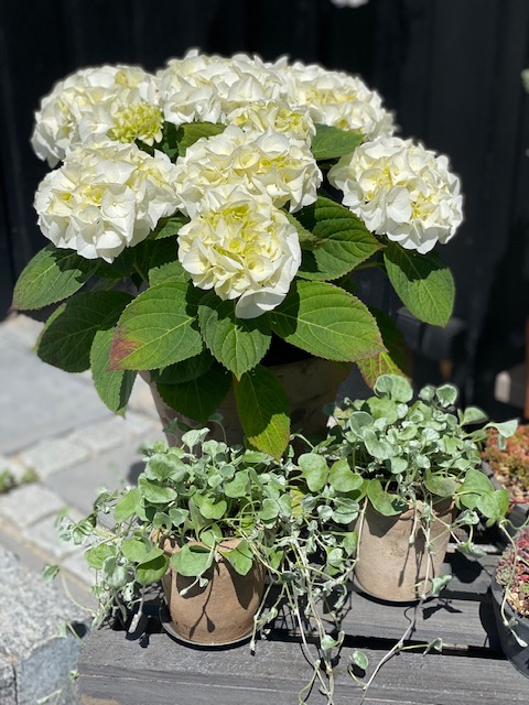 anne-clara-florist-1.jpeg
