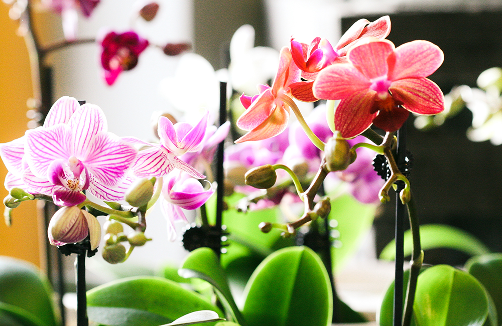 raw-soft-flower-design-ab-3.jpeg