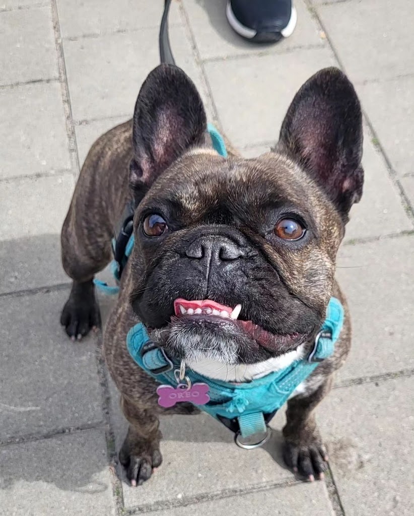 beatrice-k9-dog-behavior-and-daycare-13.jpeg