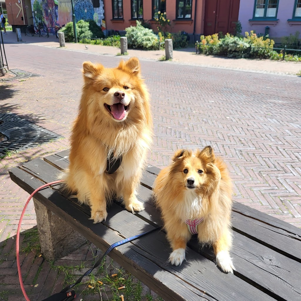 beatrice-k9-dog-behavior-and-daycare-14.jpeg