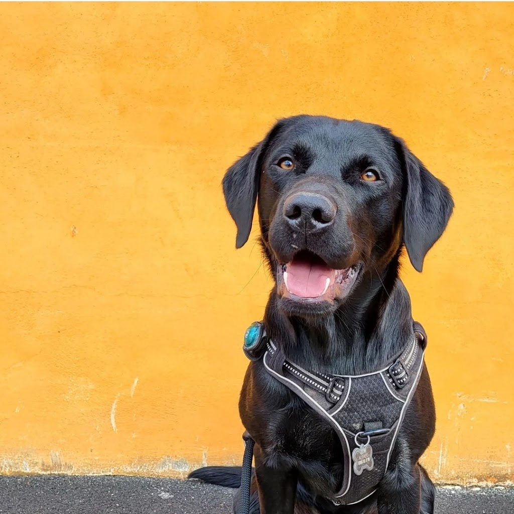 beatrice-k9-dog-behavior-and-daycare-3.jpeg