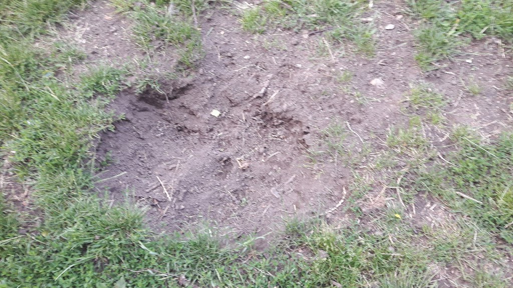dog-park-vendelsfrid-park-1.jpeg