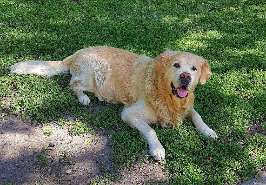 dog-park-vendelsfrid-park-5.jpeg