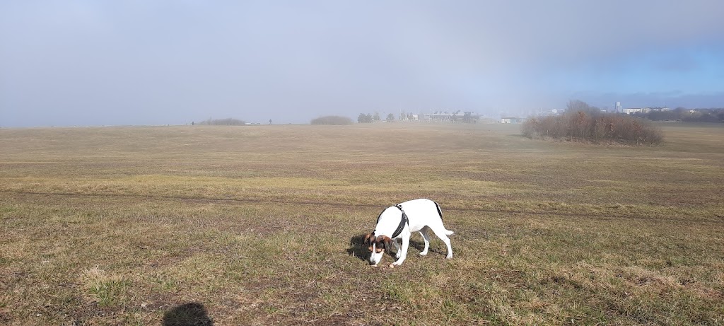 lagunens-hundrastplats-9.jpeg