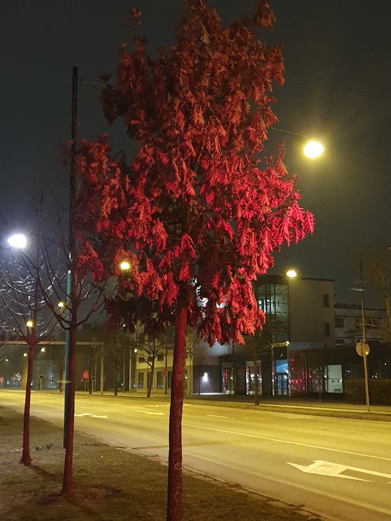malmo-latin-school-12.jpeg