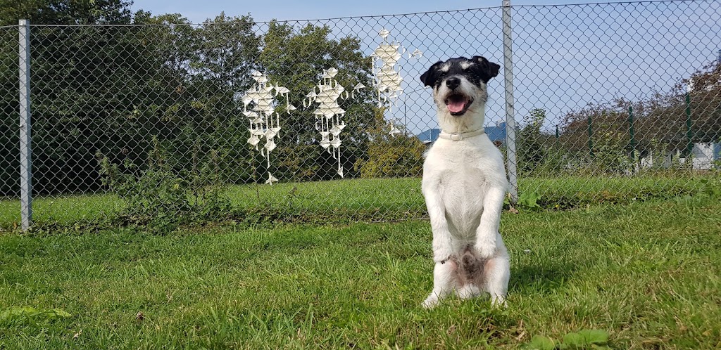 sorgenfrivagen-dog-park-2.jpeg