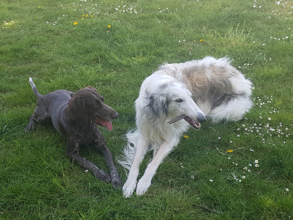 sorgenfrivagen-dog-park-5.jpeg