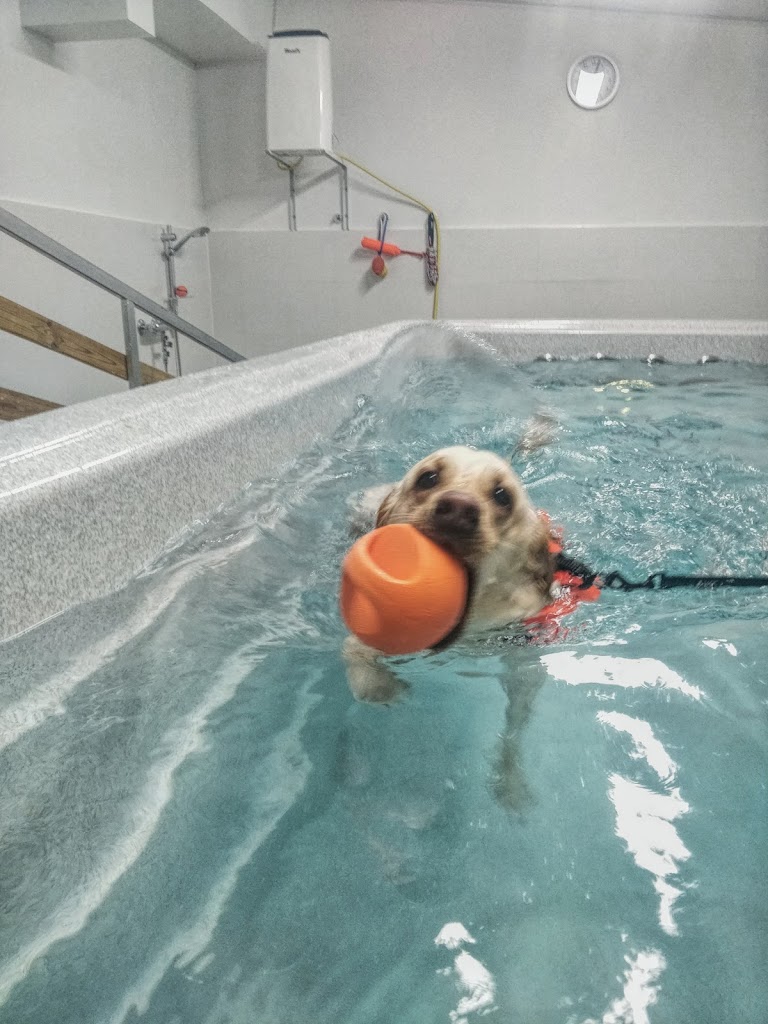 spoil-your-dog-6.jpeg