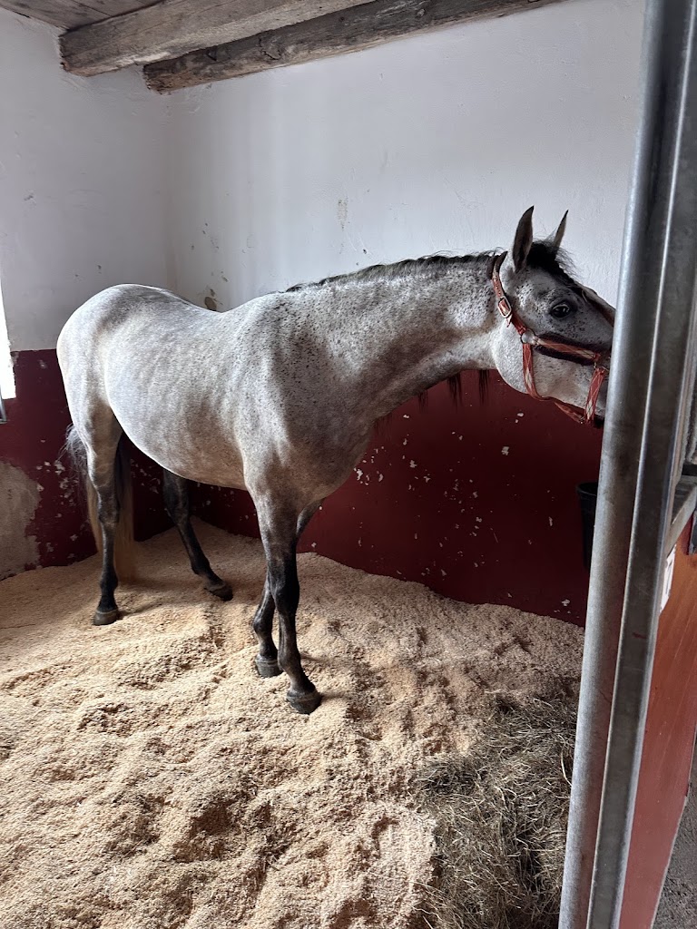 stall-lindgarden-horsehotel-0.jpeg