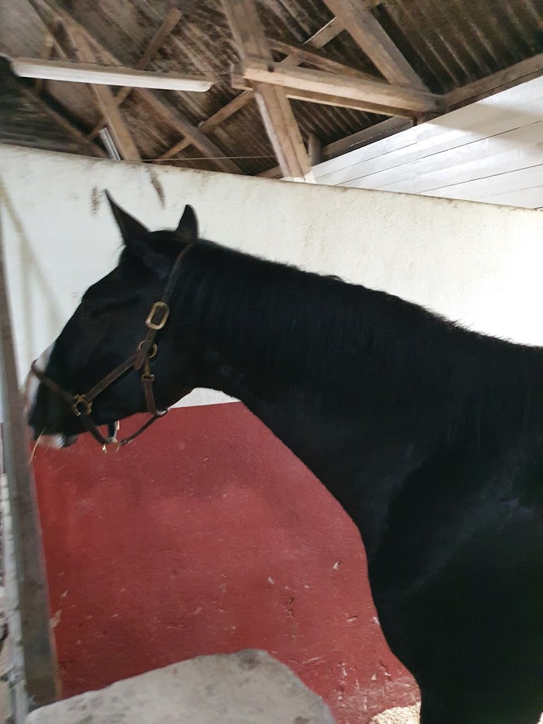 stall-lindgarden-horsehotel-3.jpeg