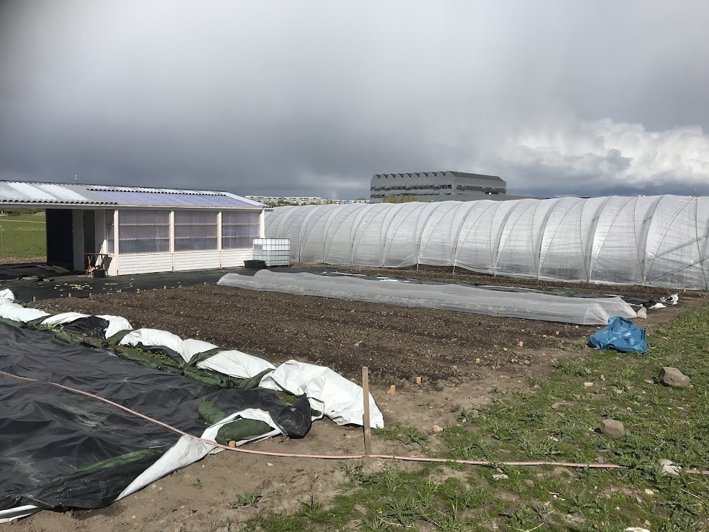 vegostan-urban-farming-malmo-5.jpeg