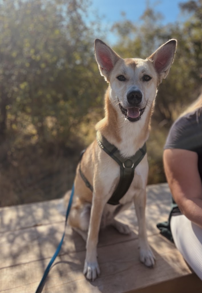 wolfgangs-way-dog-training-12.jpeg