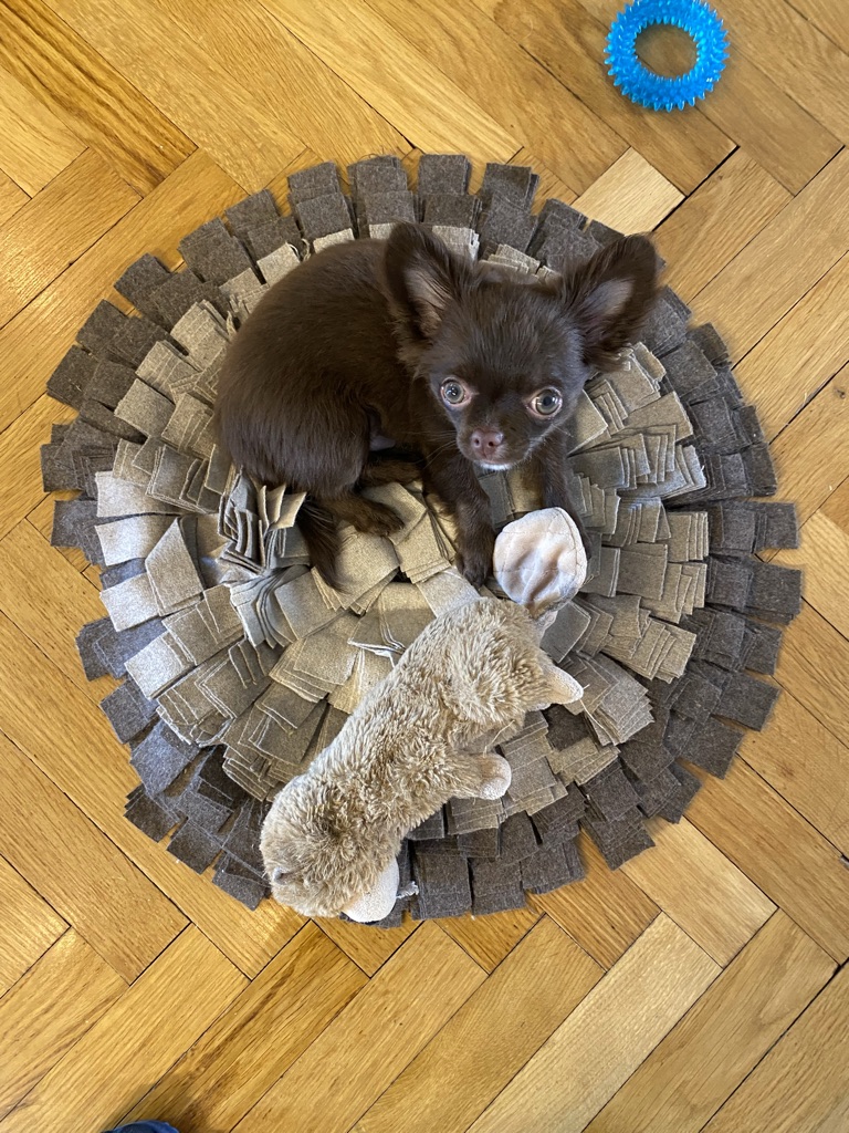wolfgangs-way-dog-training-16.jpeg