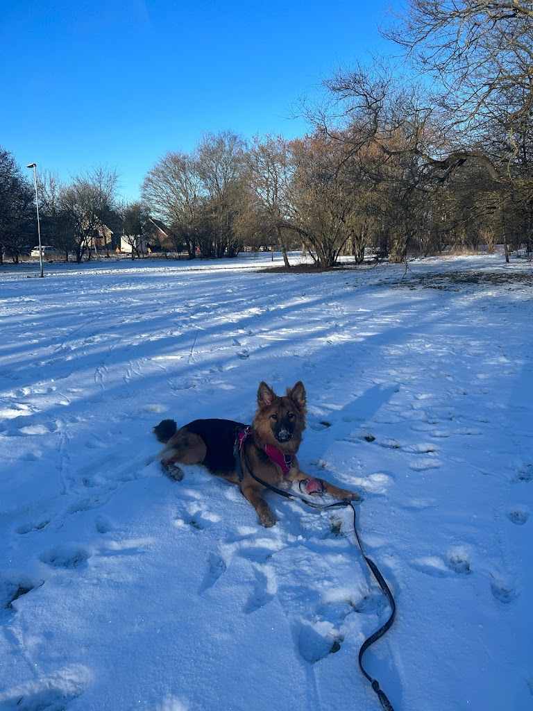 wolfgangs-way-dog-training-4.jpeg