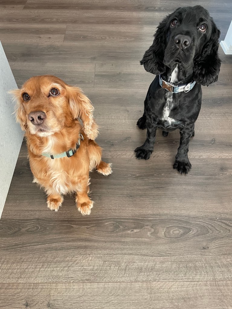 wolfgangs-way-dog-training-7.jpeg