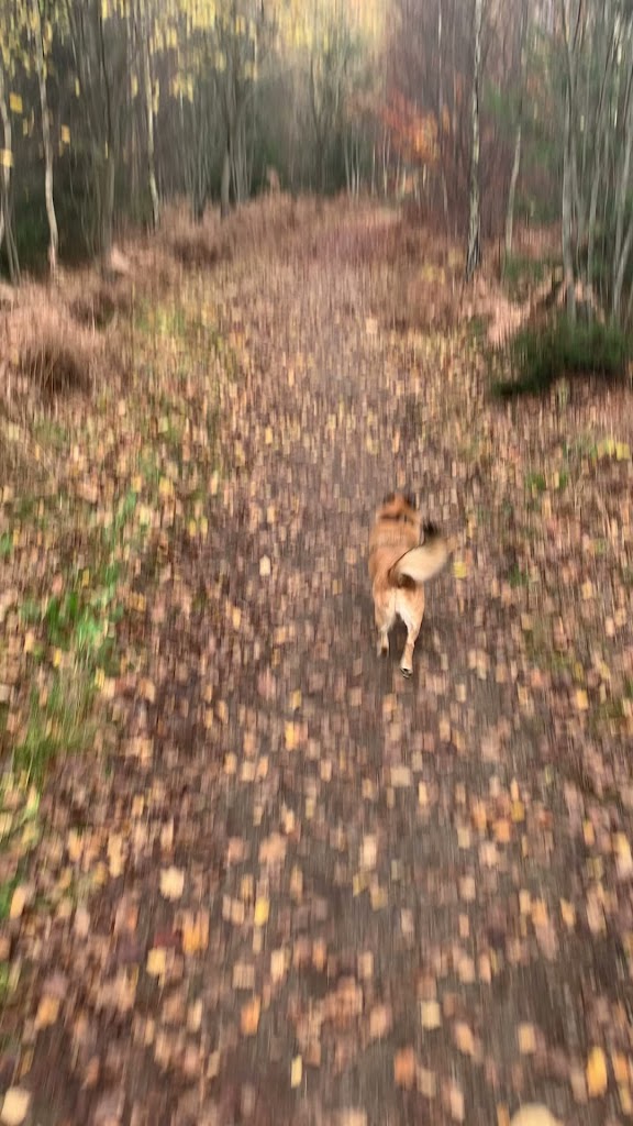 wolfgangs-way-dog-training-8.jpeg