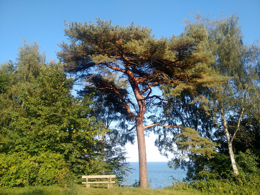 Skovbakken (Skodsborg Strandvej)