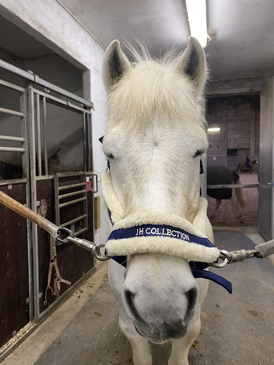 Tattersall Pony Riding Club