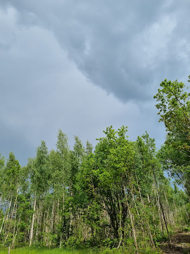 Dageløkke forest