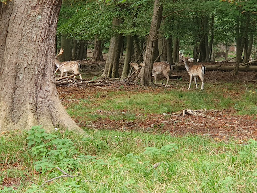 Jægersborg Dyrehave